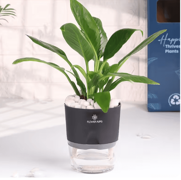 offer product img